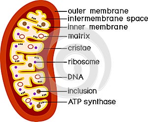 Structure of mitochondrion photo